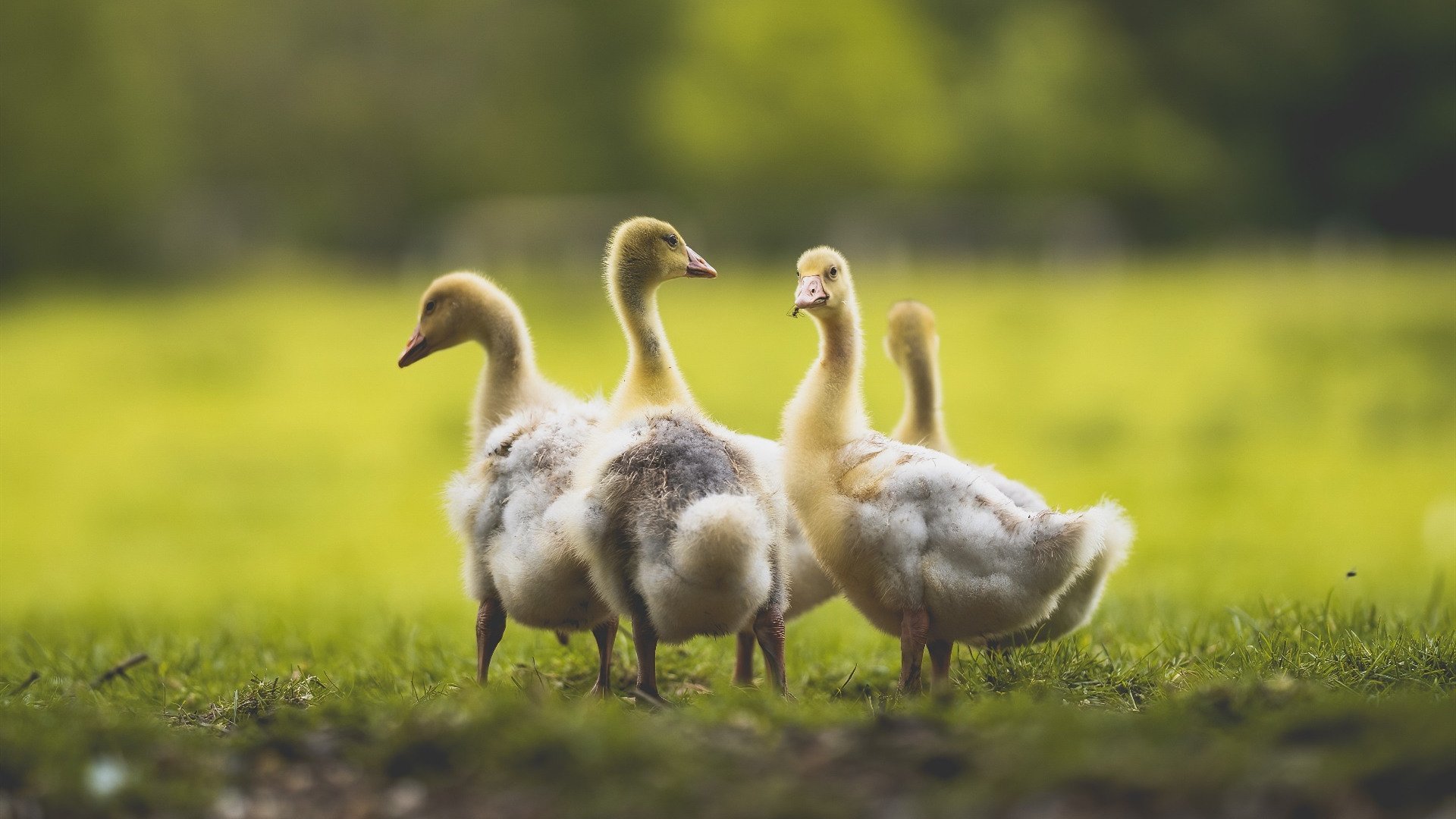中场制胜，克罗地亚险胜日本的启示与楚阿梅尼的欧冠统治