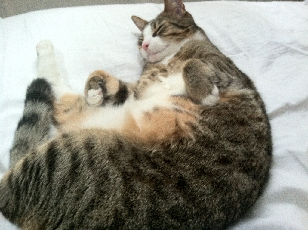 中场制胜，克罗地亚险胜日本的启示与楚阿梅尼的欧冠统治