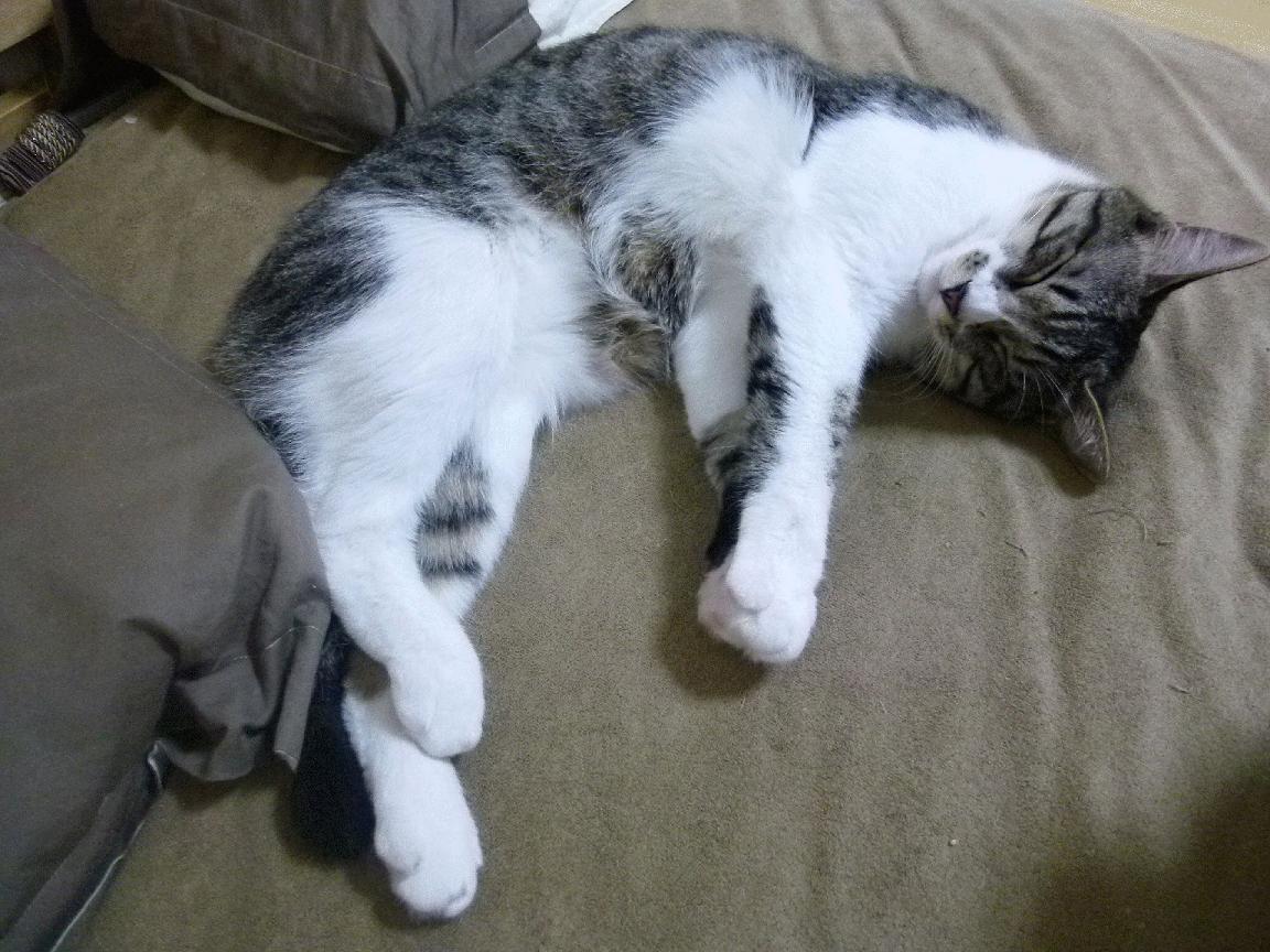 当辽宁队血拼马刺，布克在跨时空的梦幻联动中完成里程碑