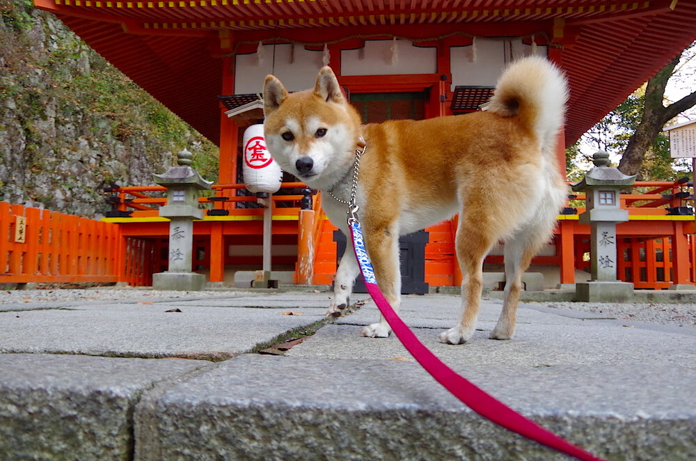 关键时刻的王者，凯尔特人末节风暴与乔治奥运舞台的接管艺术
