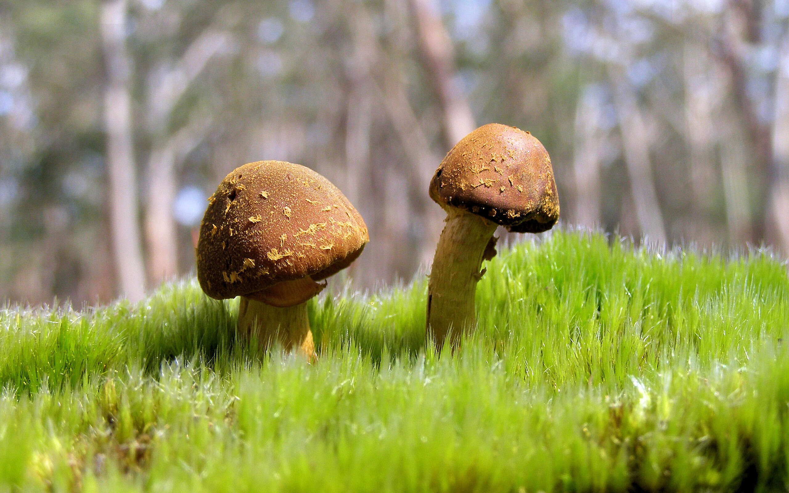 降维打击！勇士用现代篮球稳稳拿捏独行侠，拉文化身体系关键先生