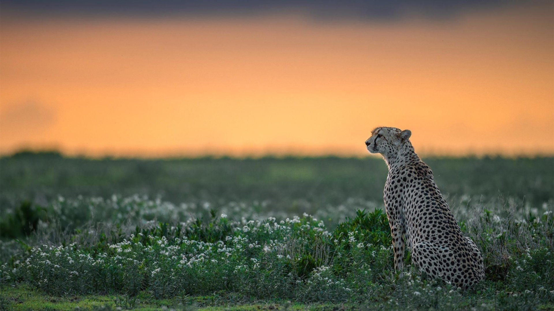 银色闪击，山西队用一场颠覆战术史的比赛，将钢铁洪流变成库里指尖的诗