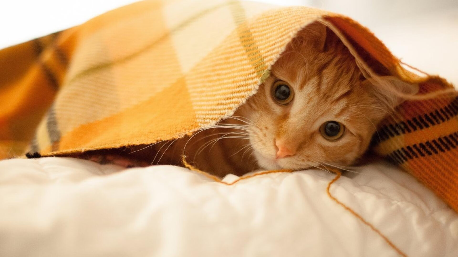 末刃封喉，罗德里戈的完美风暴，米兰终章击溃蓝军