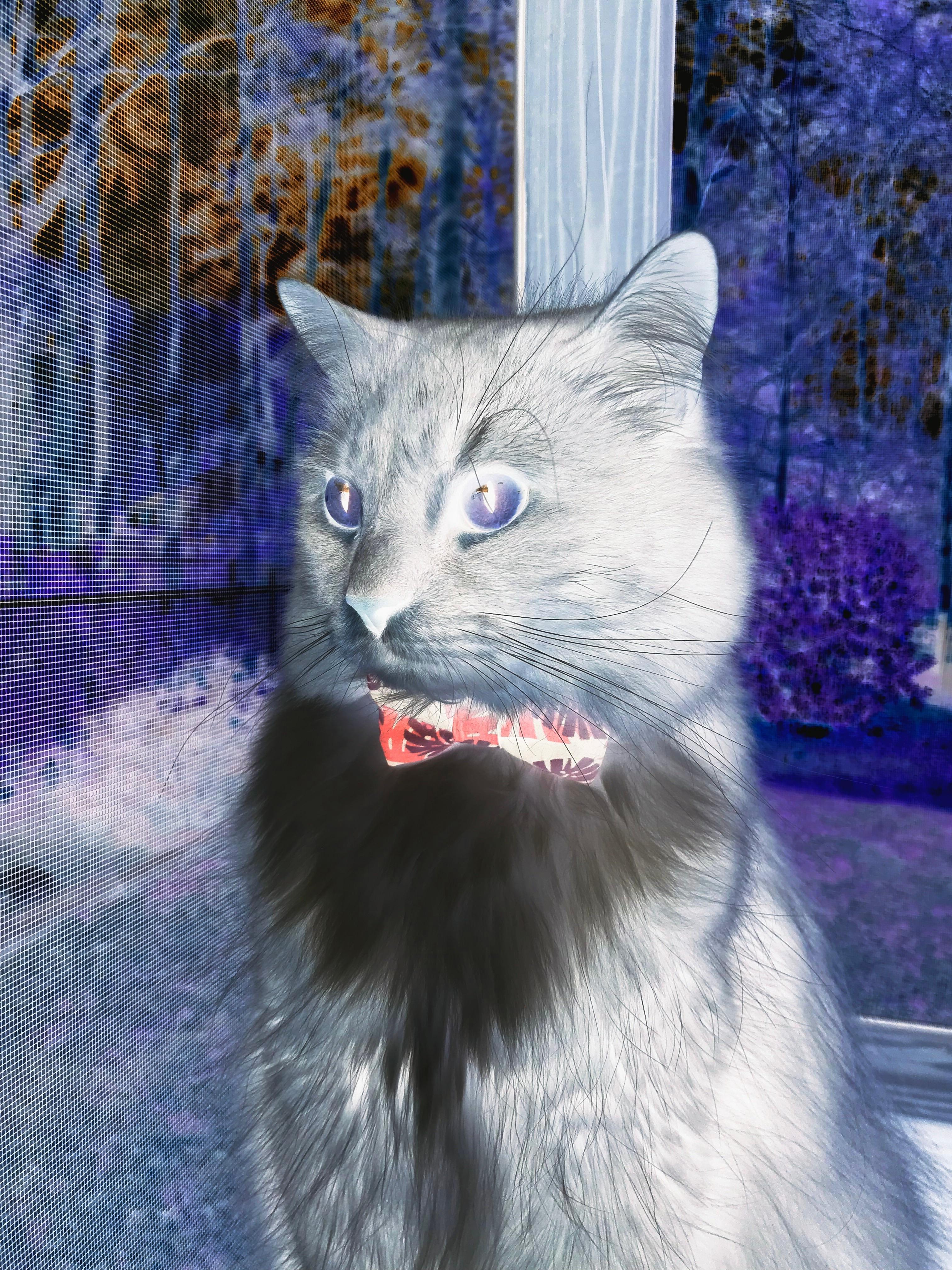 北境咆哮与凤凰涅槃，猛龙逆袭与杜兰特自我救赎的双重奏