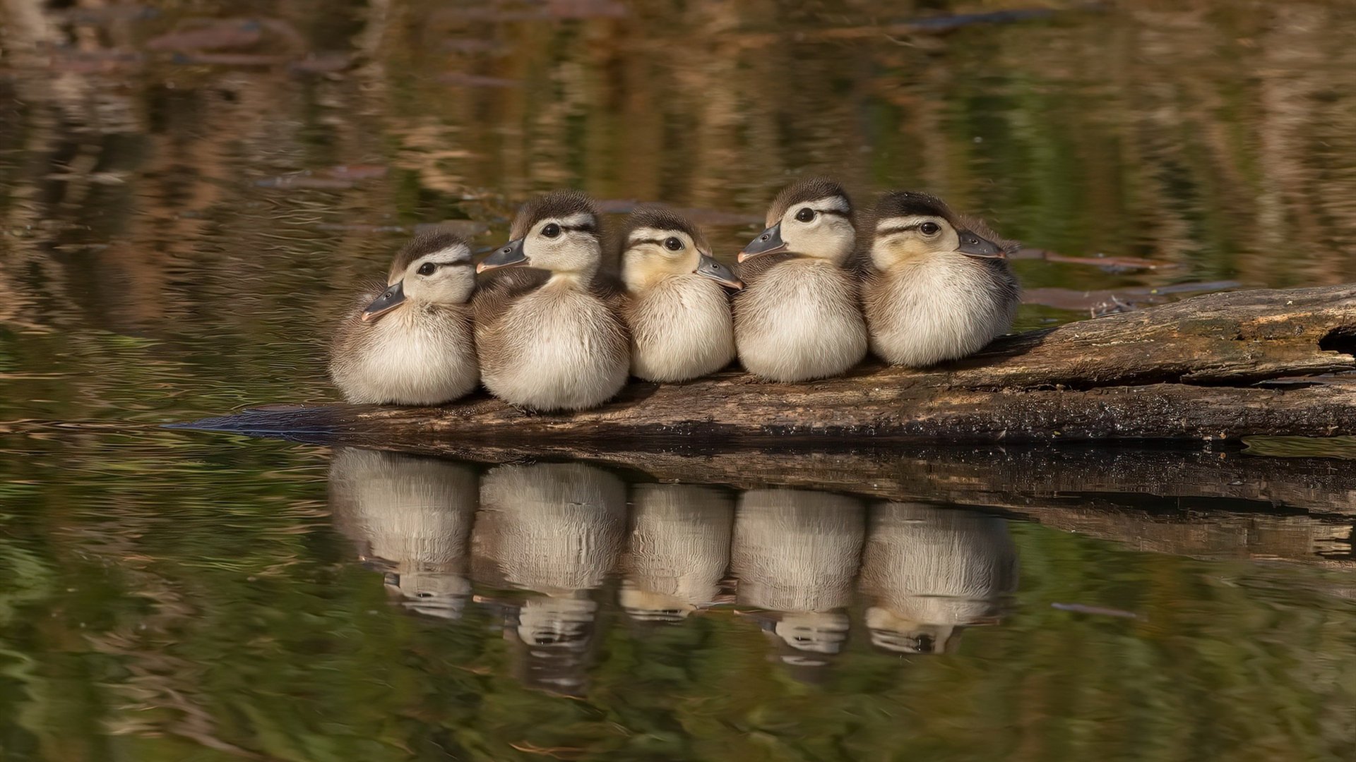 绿茵场上的极速狂飙，迪巴拉上演帽子戏法引擎轰鸣