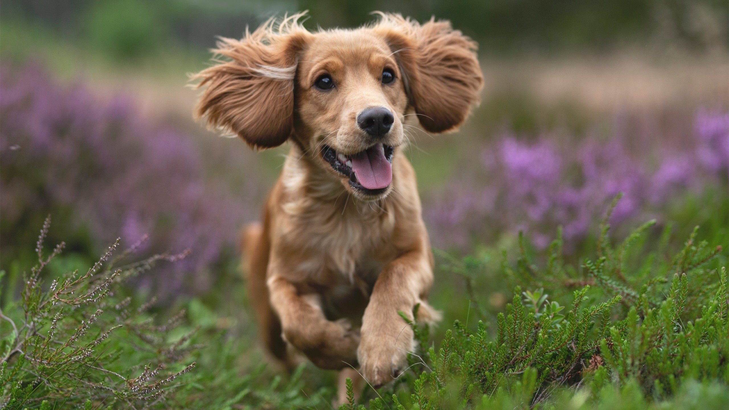 年度焦点之战，2024开年首战，跨越阿尔卑斯的文艺复兴对金元足球的完美碾压