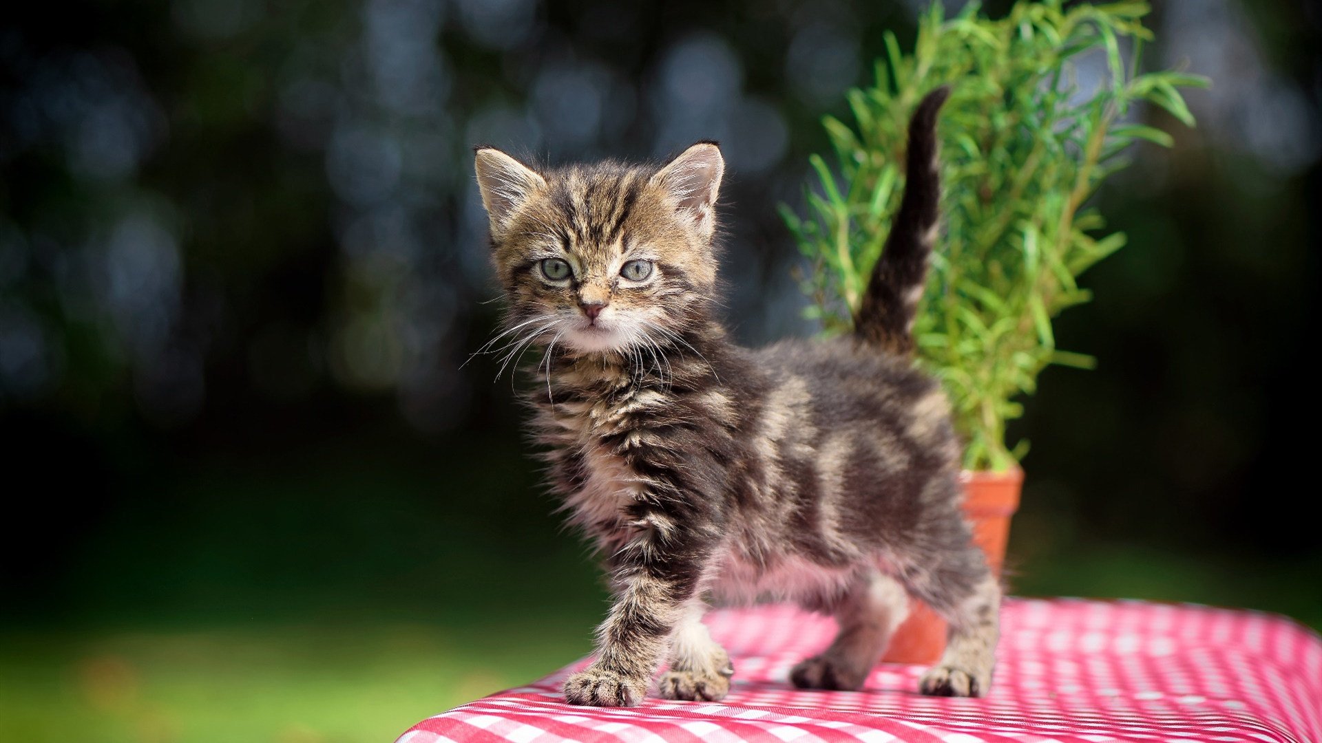 青春风暴席卷圣马梅斯，老将基米希一锤定音