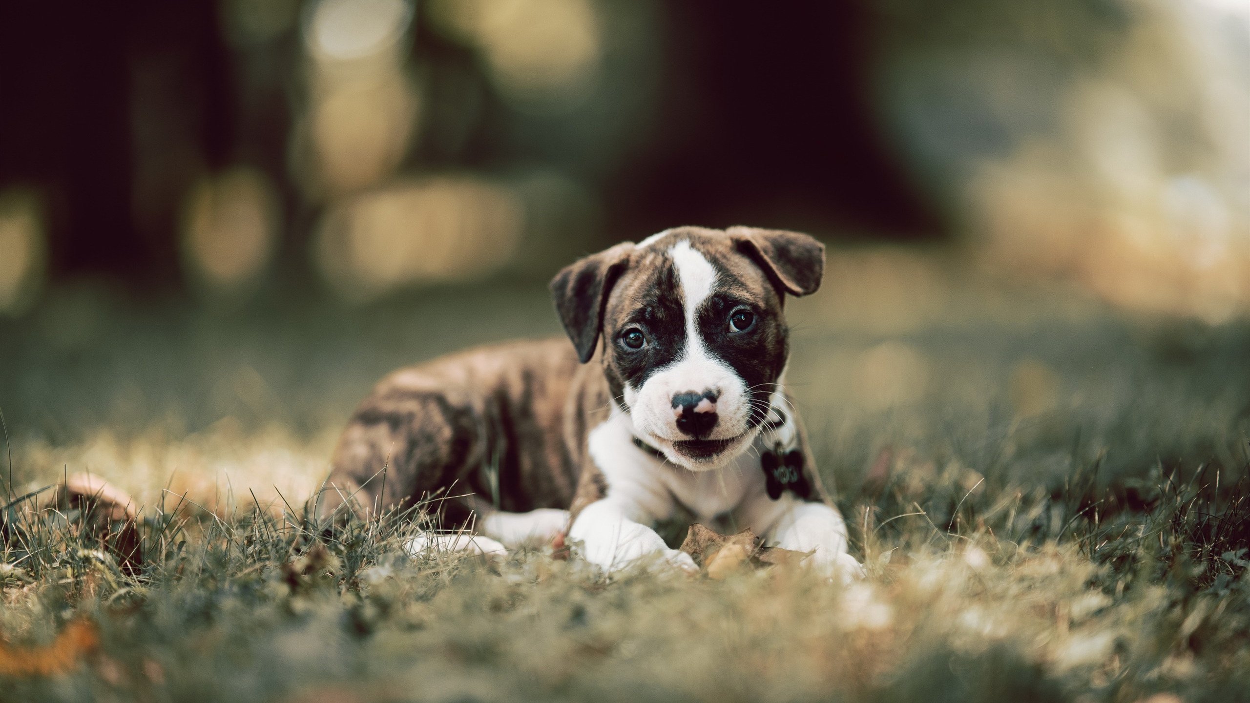 拉亚统治全场，爱尔兰与哥伦比亚对决中的守门员大师课