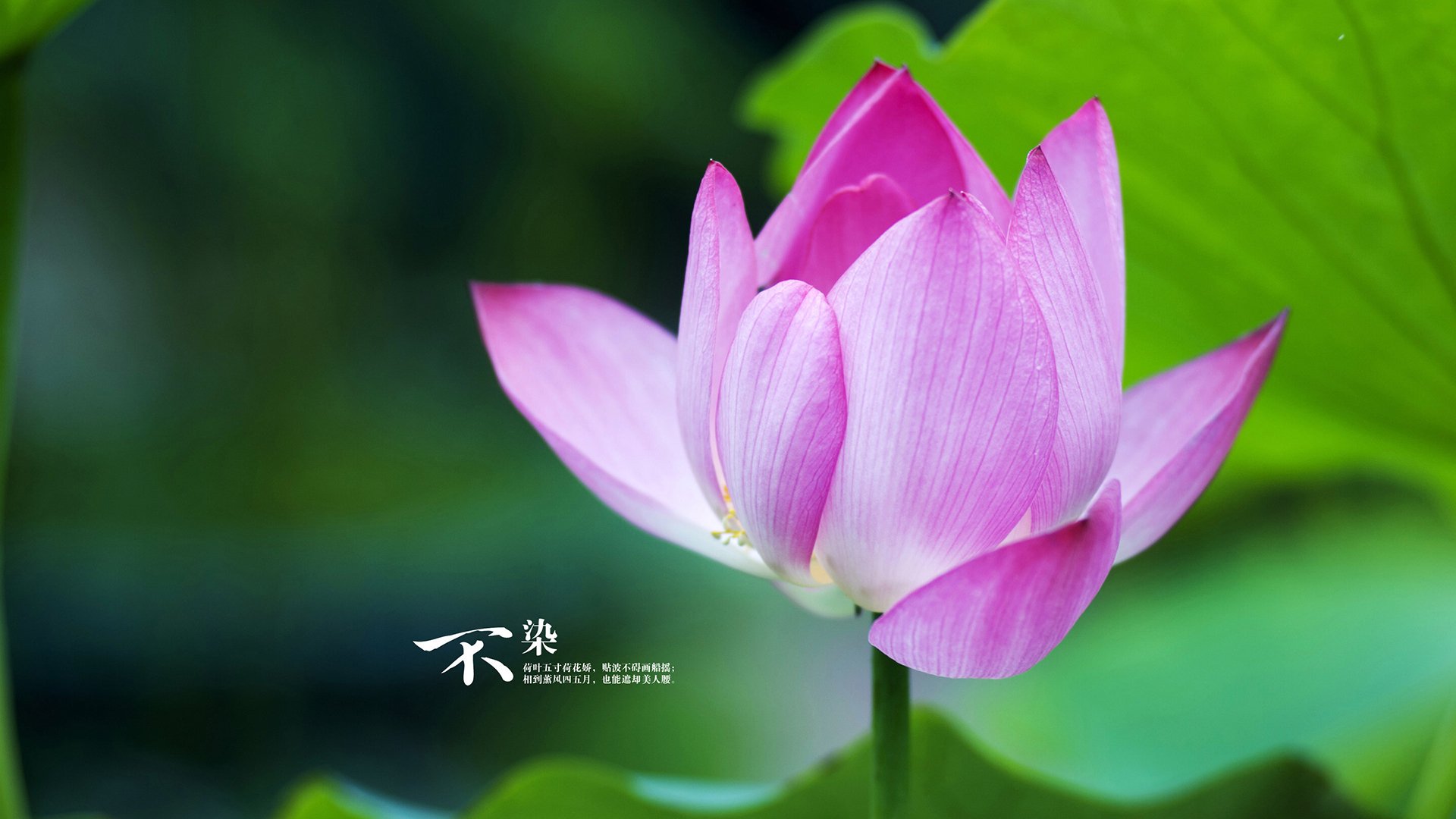 舞台的两种光芒，公牛团队爆发，詹姆斯传奇永恒