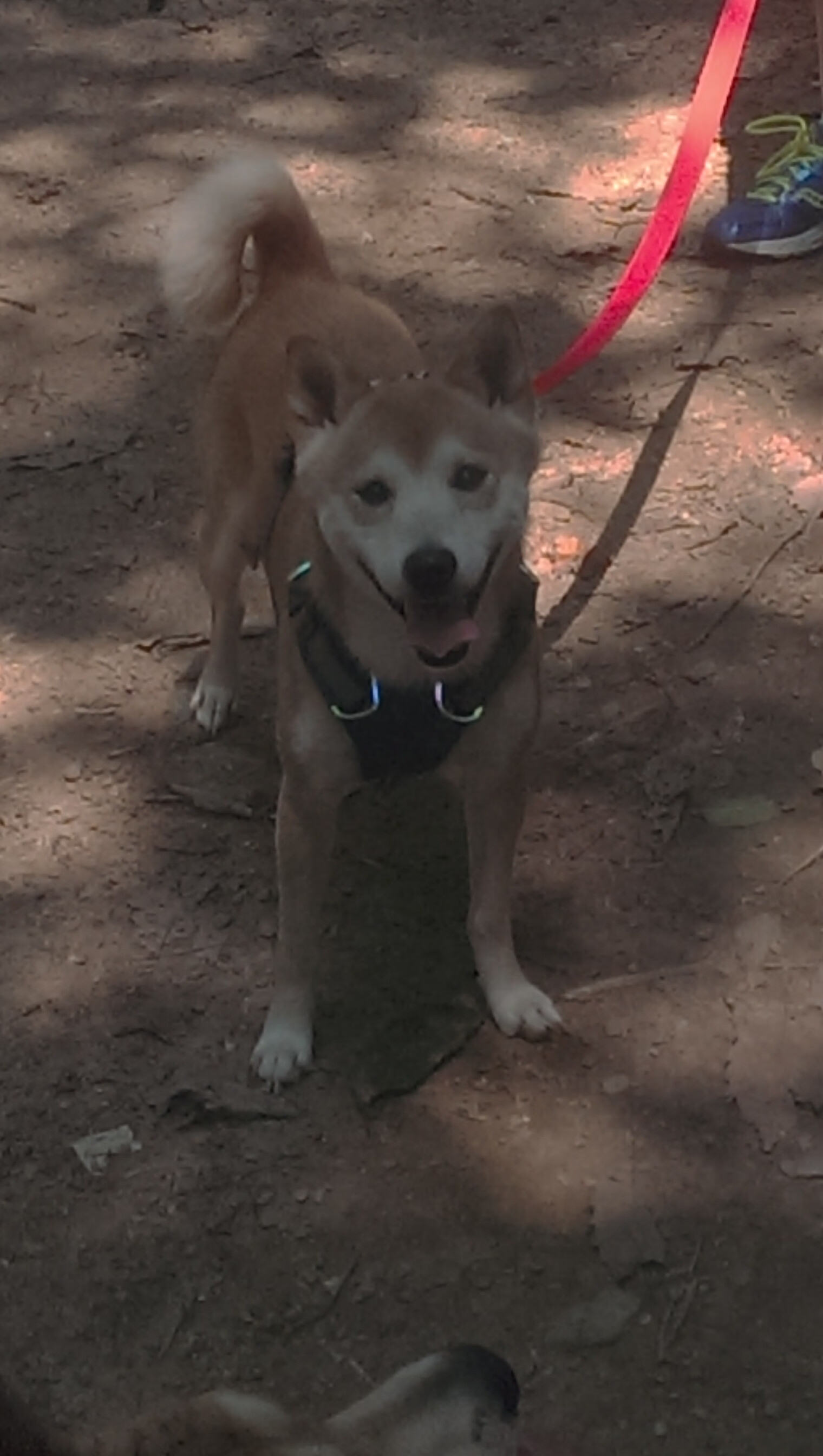 塔图姆的钝刀割肉，凯尔特人用最古典的掌控力，拆解了步行者的青春风暴