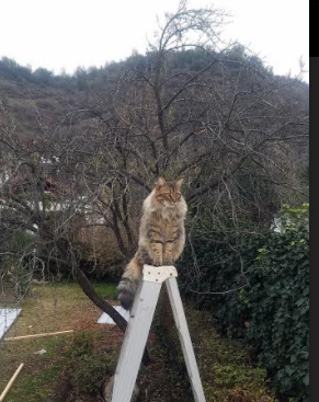 天使降临赛道，迪马利亚跨界点燃F1年度争冠之夜