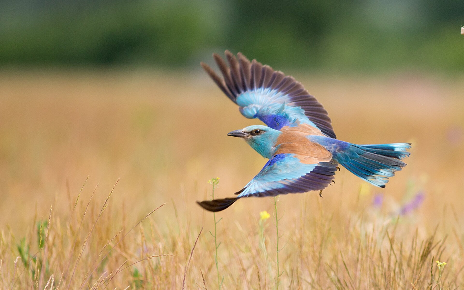 无声处听惊雷,当拉文的节奏成为湖人勇士之战的绝对主宰