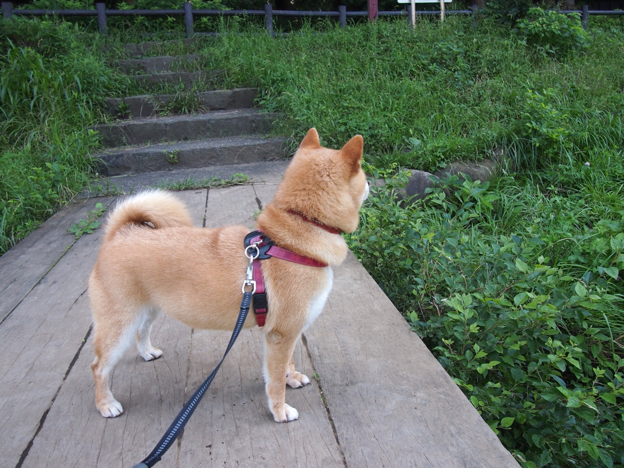 意甲焦点战之夜,霍勒迪最后时刻绝杀,震撼圣西罗!