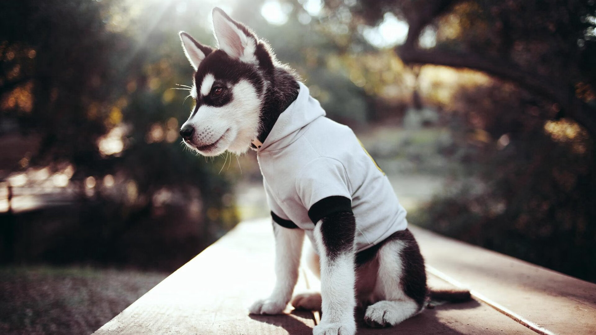 巅峰对决，哥伦比亚力克沙特，阿什拉夫成制胜关键