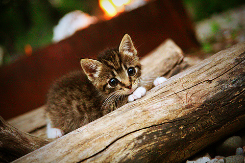 佩德里爆发,阿尔及利亚稳稳拿下丹麦,足球平行宇宙里的同频共振