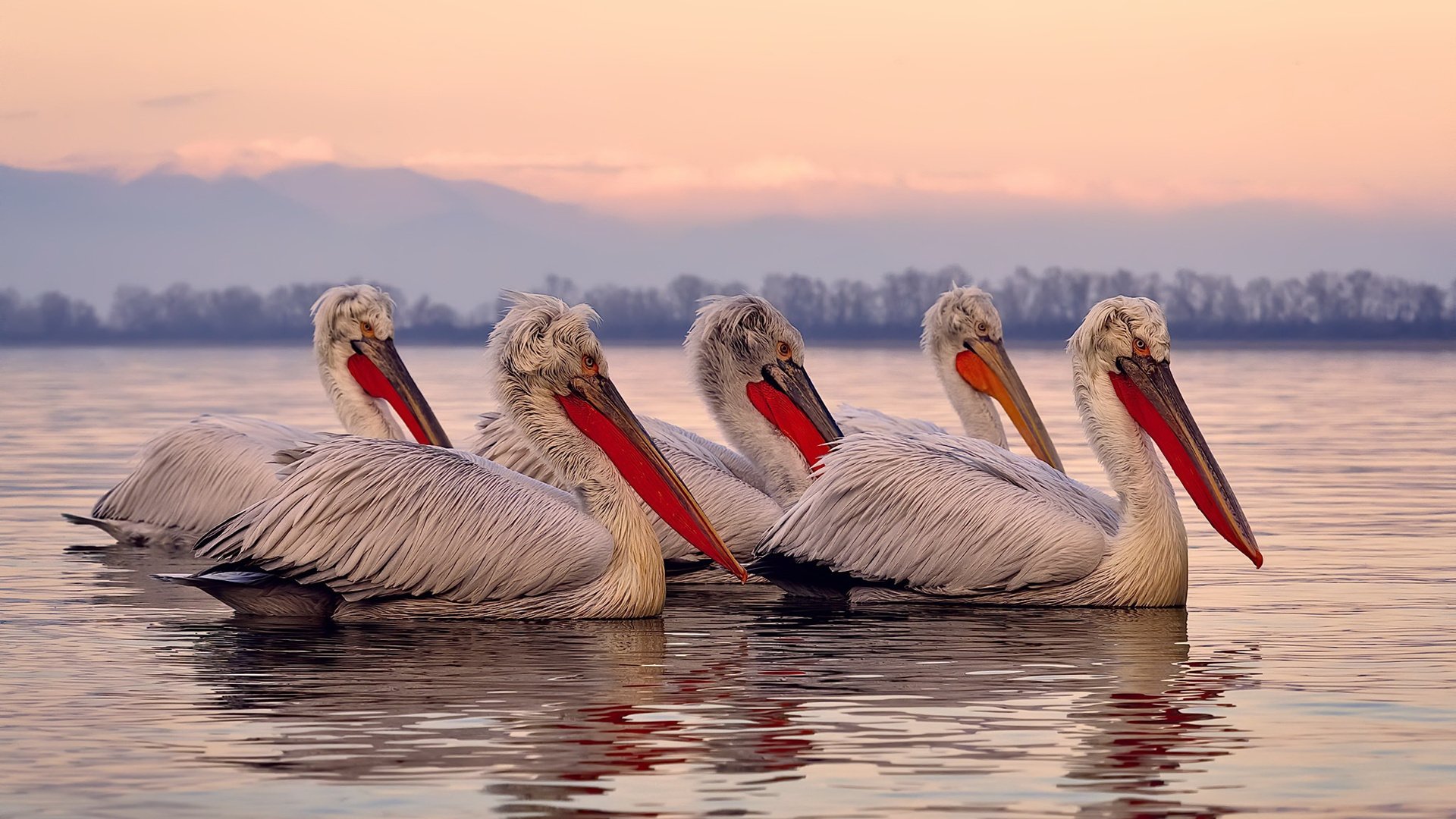 拉什福德一锤定音！AC米兰跨洲逆袭淘汰南非，关键先生改写战局