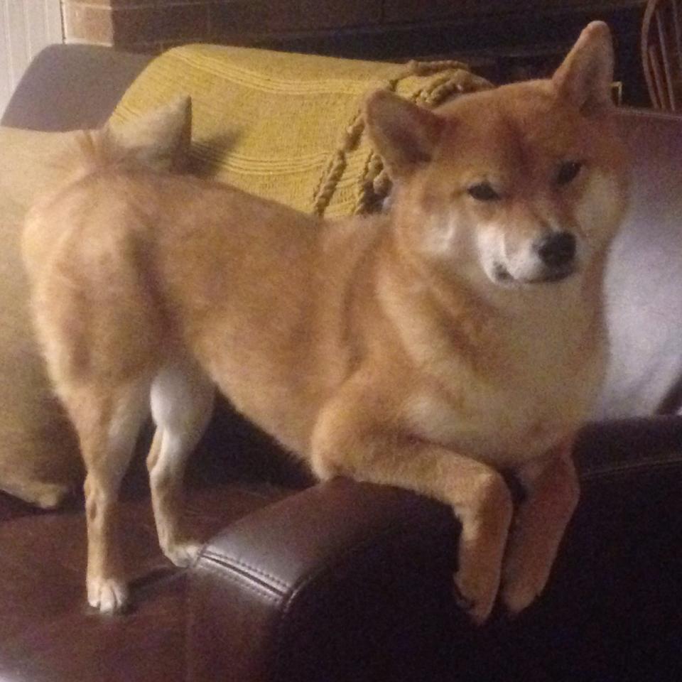 奇迹与巨星的交响,哥斯达黎加加时气走药厂,莱万焦点战再证杀手本色