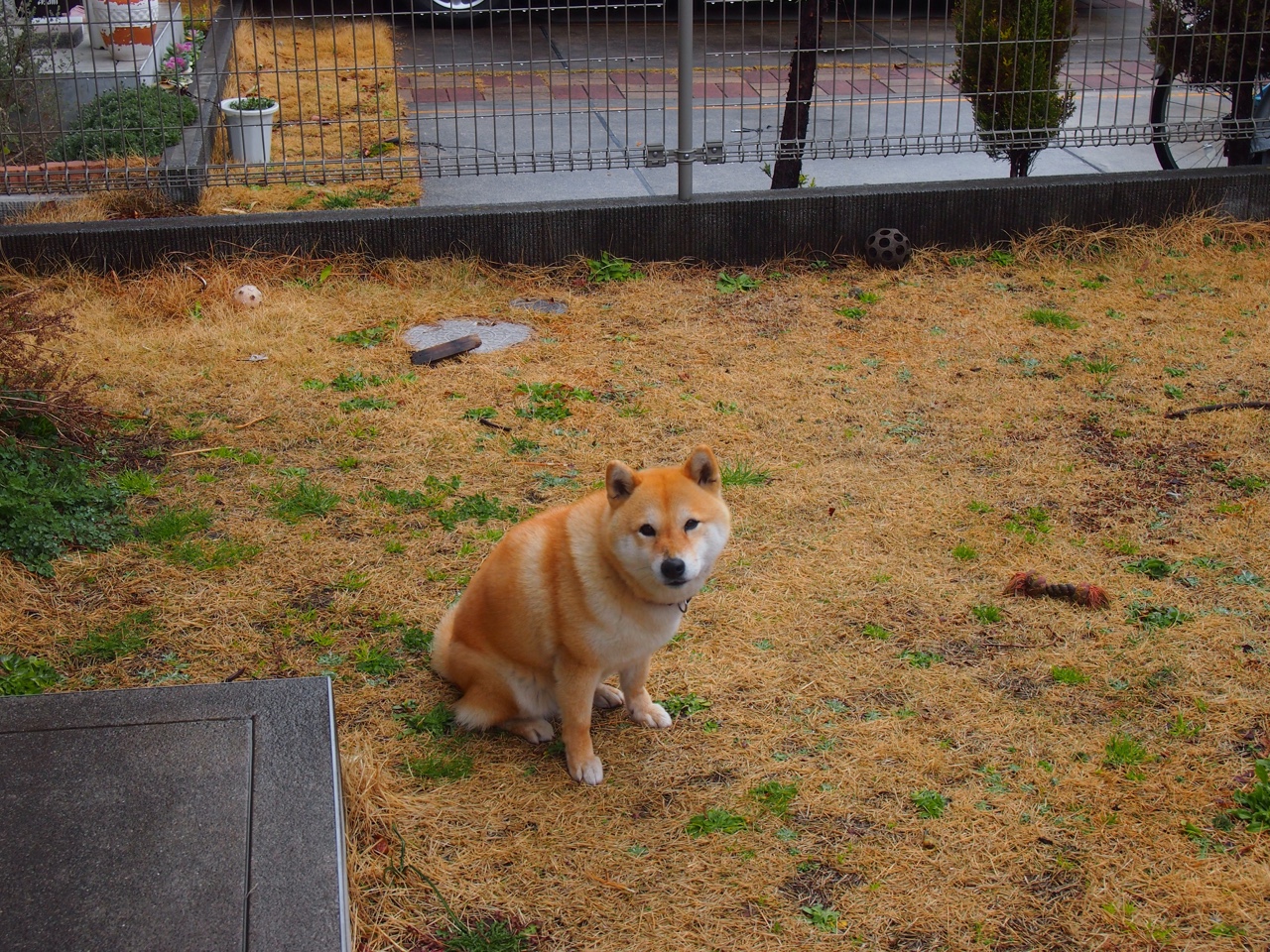 库里末节接管时间,灰熊火力全开终结奇才