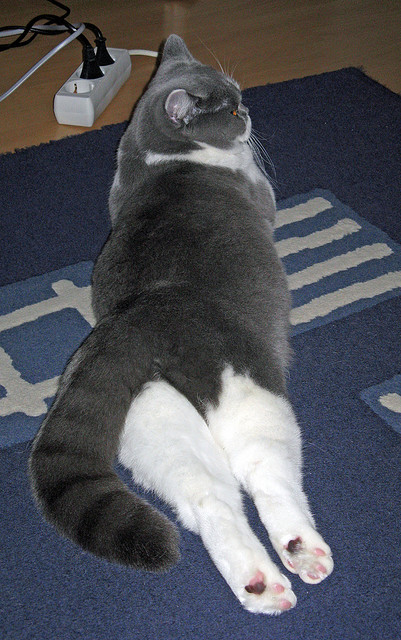 从金字塔到英超，当埃及法老的意志一波带走桑巴军团，奥利维耶在争冠战场完成终极接管