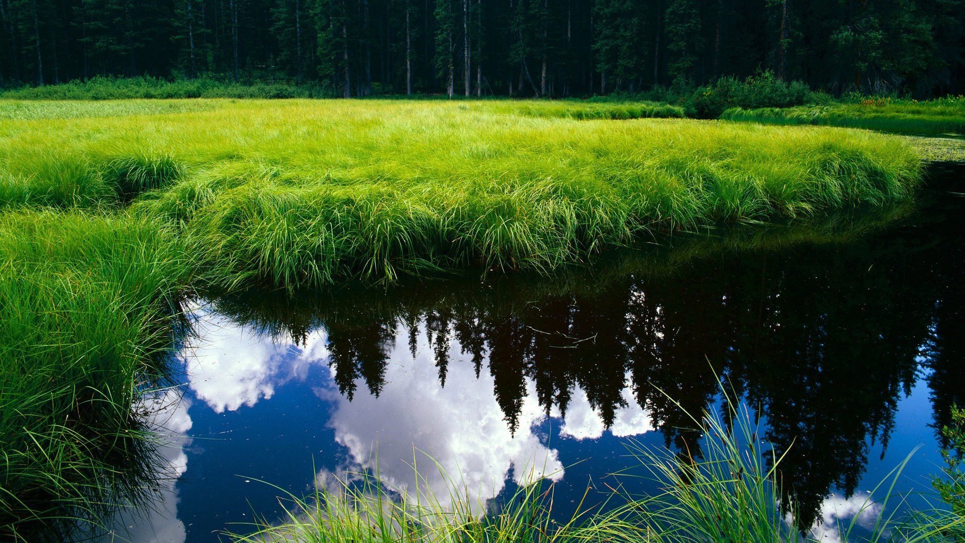红牛系统对决孤狼,一场隐喻阿尔及利亚足球人才流失的欧冠焦点战