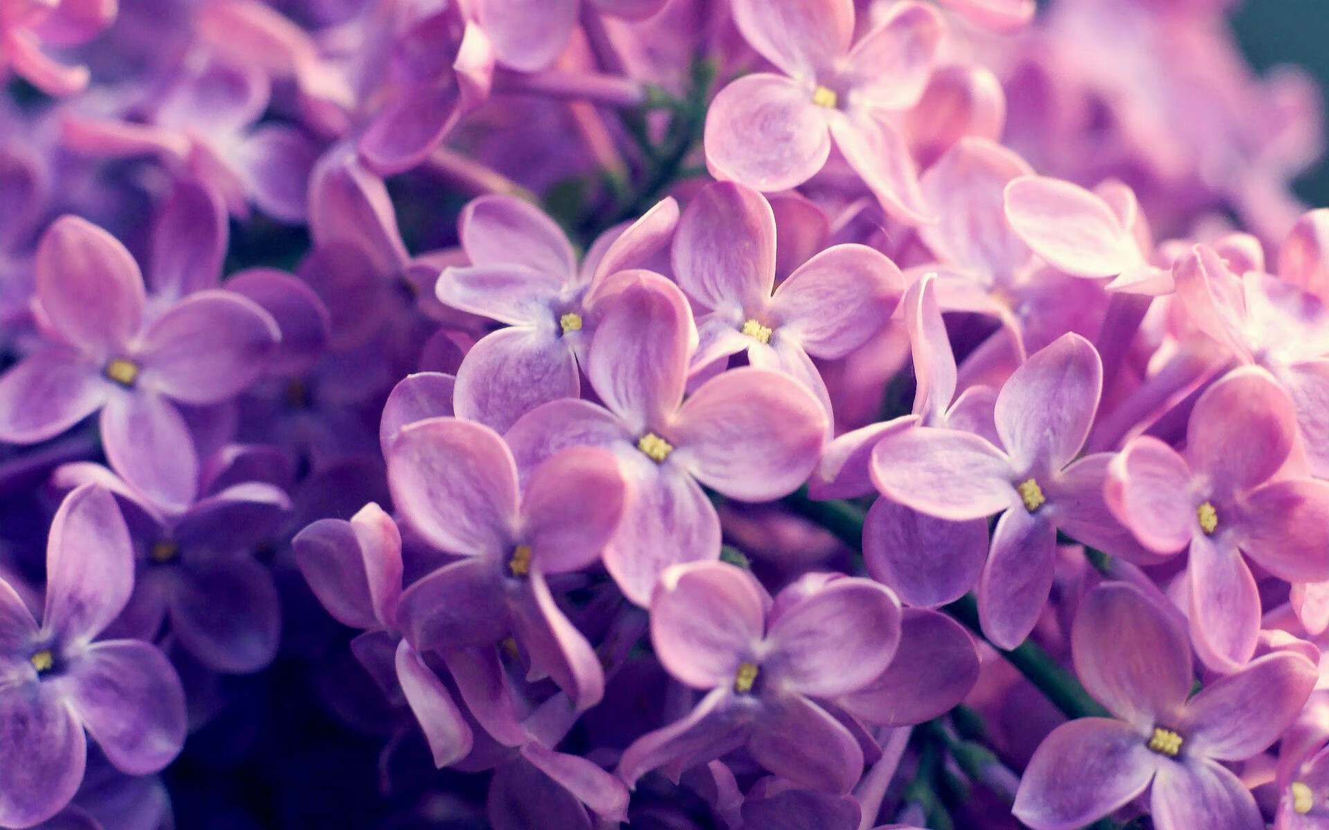 范弗利特史诗表现创历史第一评分，广厦凌厉斩落上海