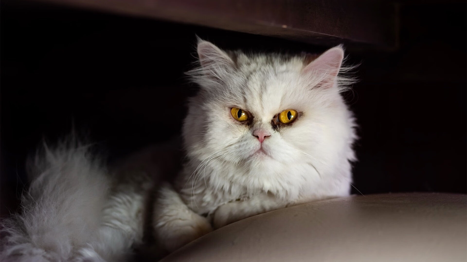 猎鹰的尖啸，亚特兰大用尼克斯最擅长的方式完成反杀