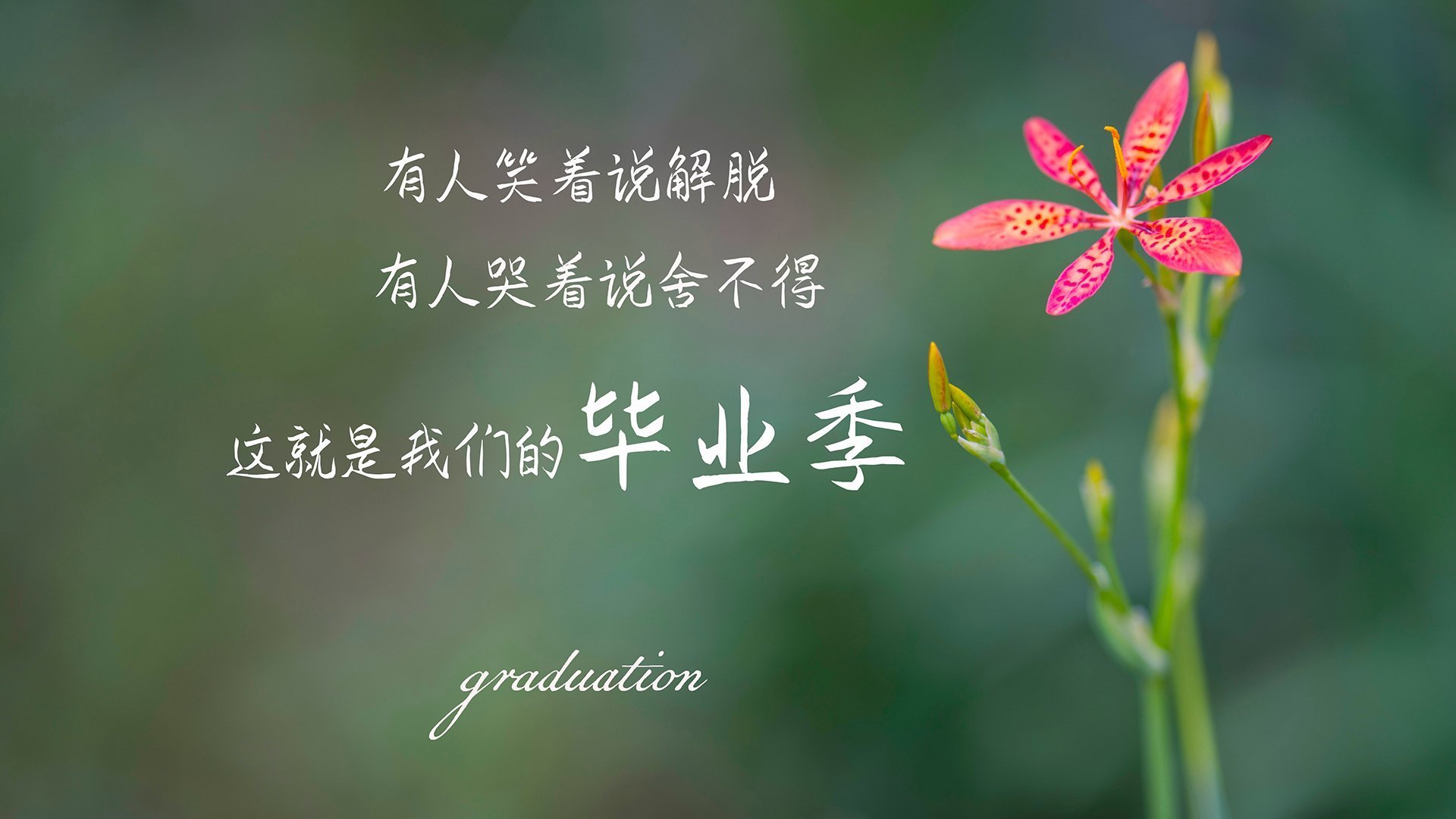 2026世界杯D组，克敌战术的终结—澳大利亚如何用身体革命碾压日本，让布罗佐维奇化身中场暴君