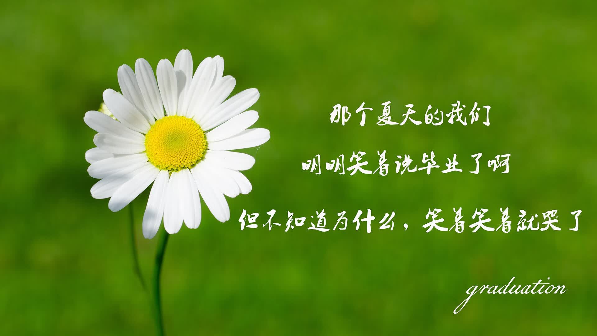 当绿茵史诗被重写,2026世界杯C组,坎塞洛的唯一救赎与阿根廷的宿命颠覆
