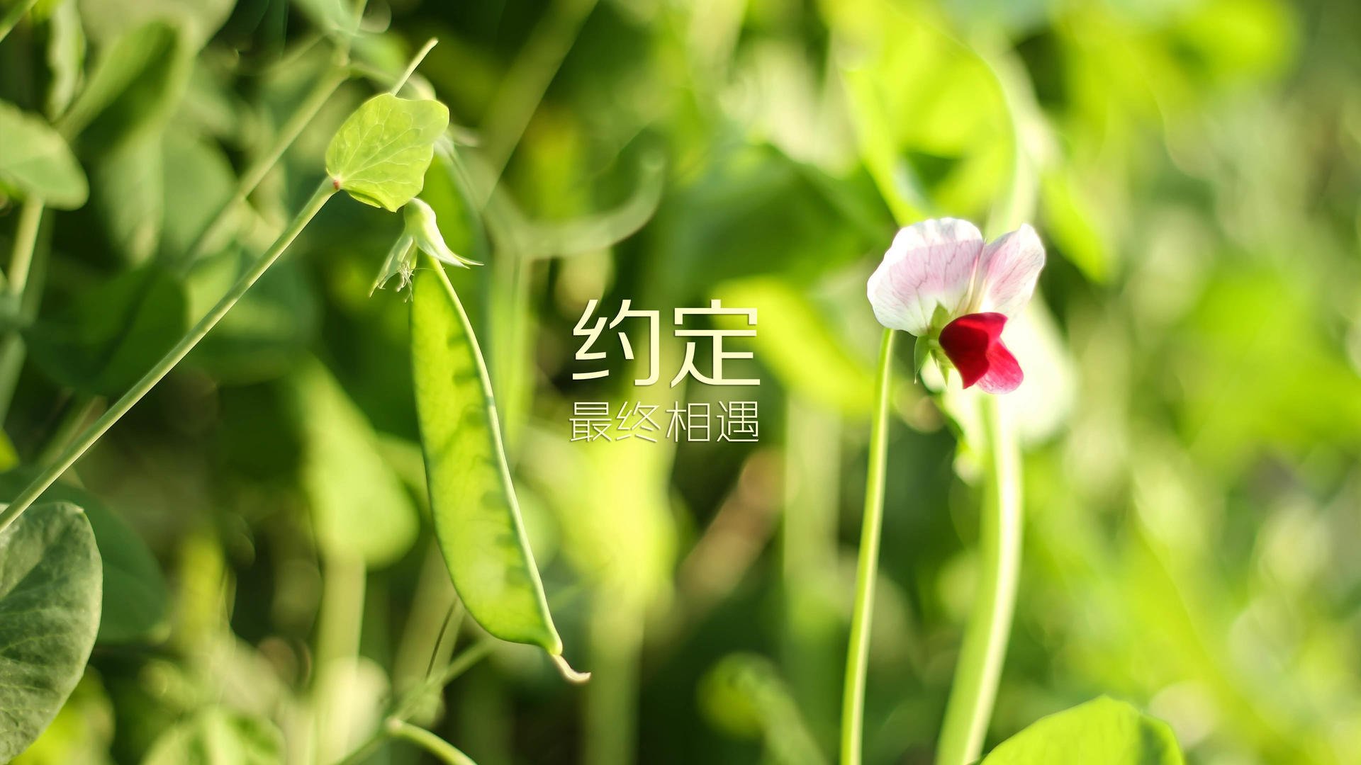C罗老矣尚能胜?冰岛奇兵制胜,四强绞杀成就世界杯最疯狂E组